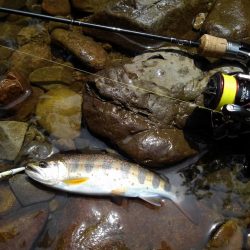 今季３匹目の川サバ ～長良川水系～